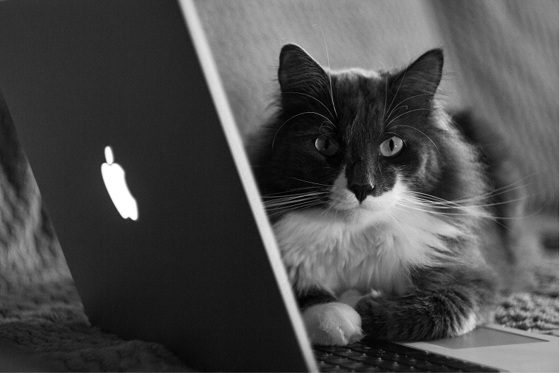 Cat on laptop